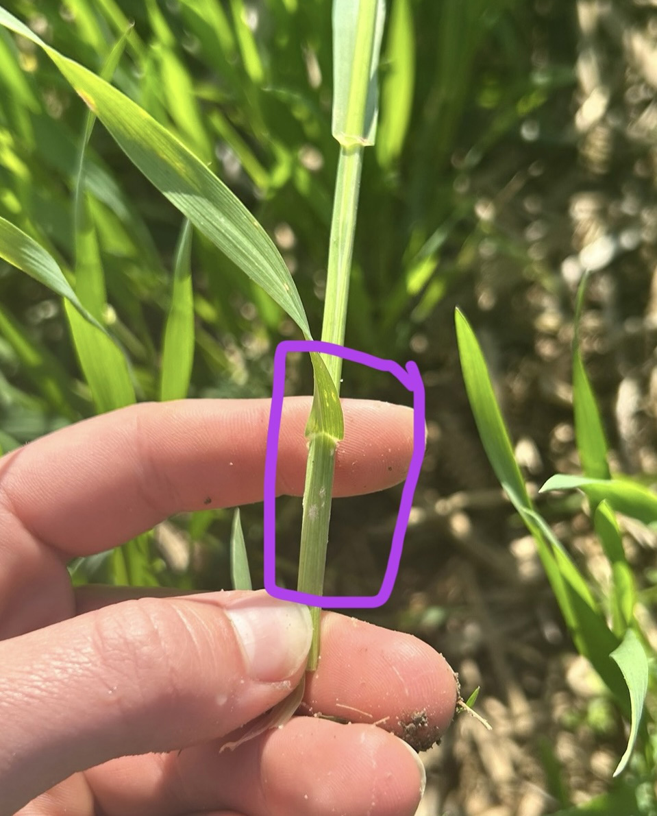 A purple circle highlights the grayish white spots on a blade of wheat grass, signs of powdery mildew.